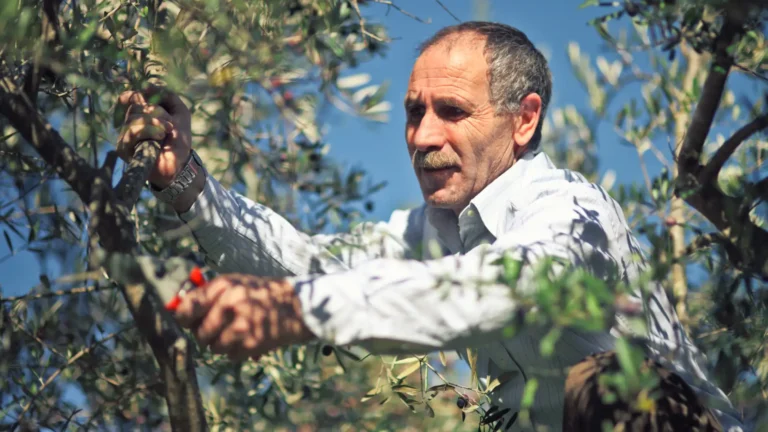 stefanos przycina drzewa oliwne w grecji